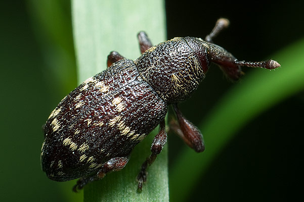 Hylobius pinastri