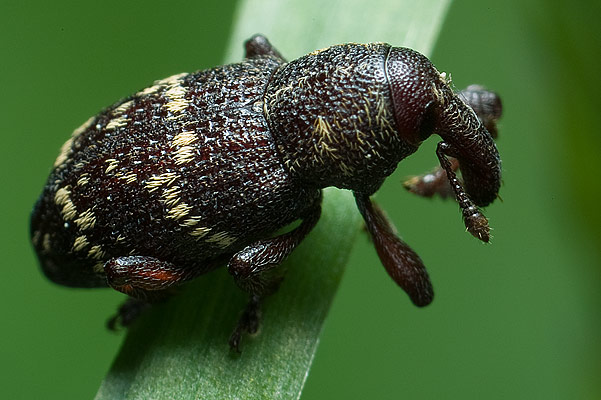 Hylobius pinastri