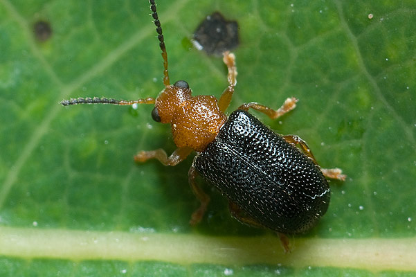 Zeugophora scutellaris