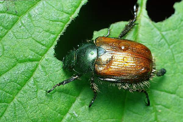 Phyllopertha horticola (Ogrodnica niszczylistka)