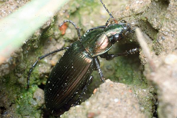 Pterostichus caerulescens (szyko)