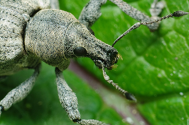 Liophloeus tessulatus