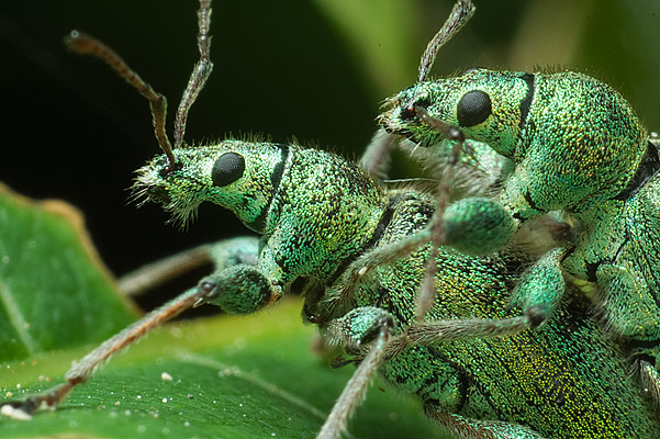 Phyllobius arborator