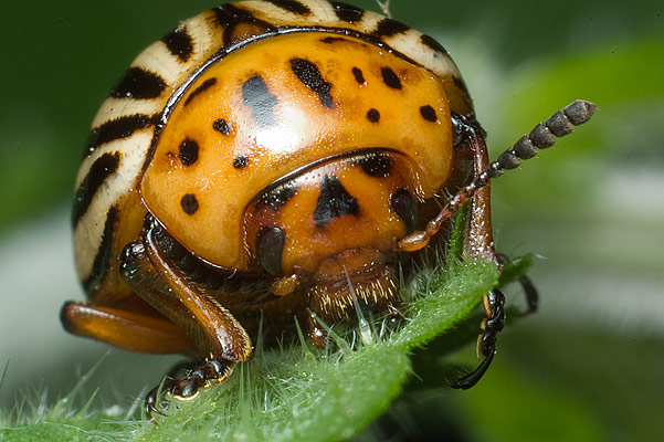 Leptinotarsa decemlineata (stonka ziemniaczana)