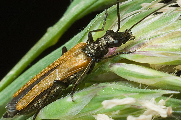 oedemera femorata