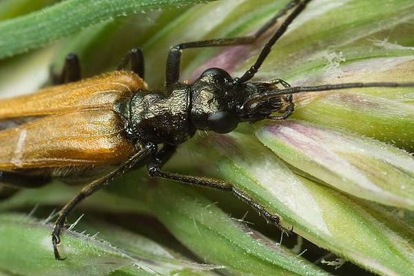 oedemera femorata