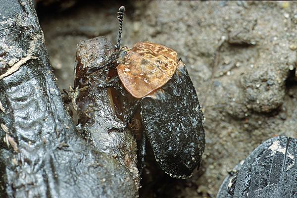 Oeceoptoma thoracica (cierwiec)