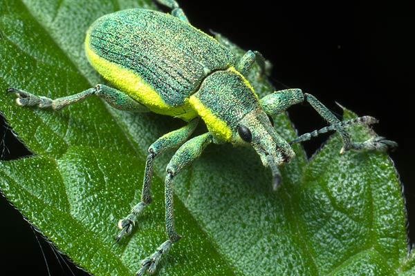 Chlorophanus viridis (Zieleczyk zielonawy)