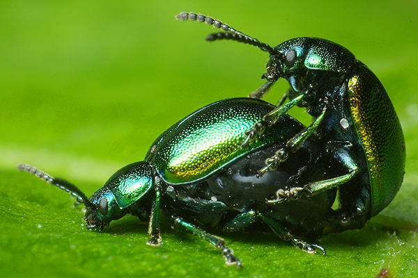 Gastrophysa viridula (Kadunica zielon)