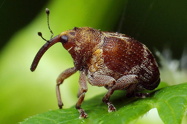 Coeliodes transversealbofasciatus