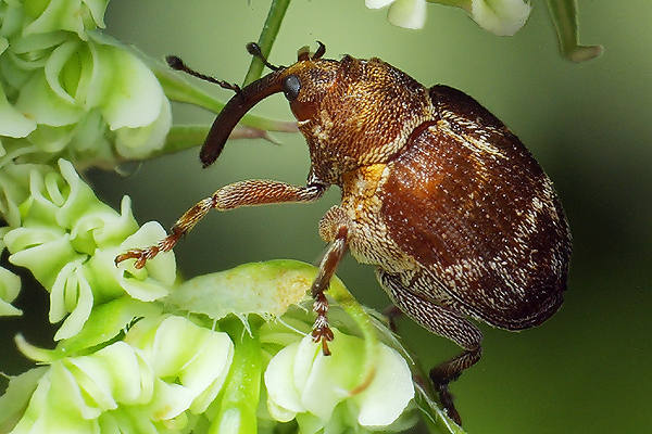 Coeliodes transversealbofasciatus