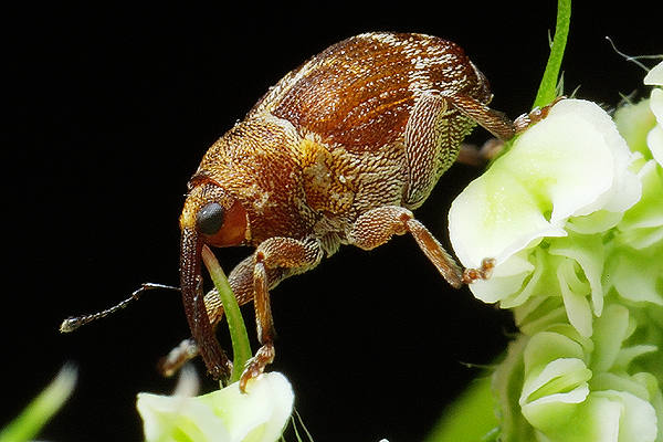 Coeliodes transversealbofasciatus