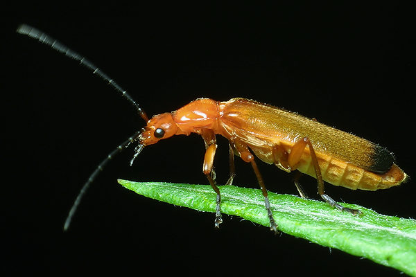 Rhagonycha fulva (Zmik ty)