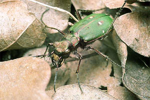 Cincidela campestris (trzyszcz polny)