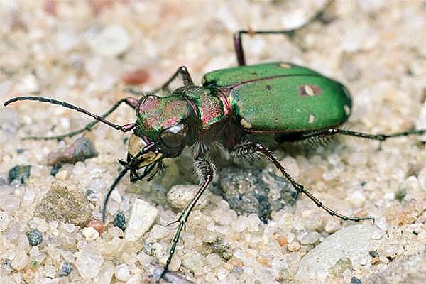 Cincidela campestris (trzyszcz polny)