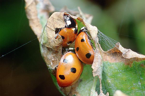 Coccinella septempunctata (biedronka siedmiokropka)