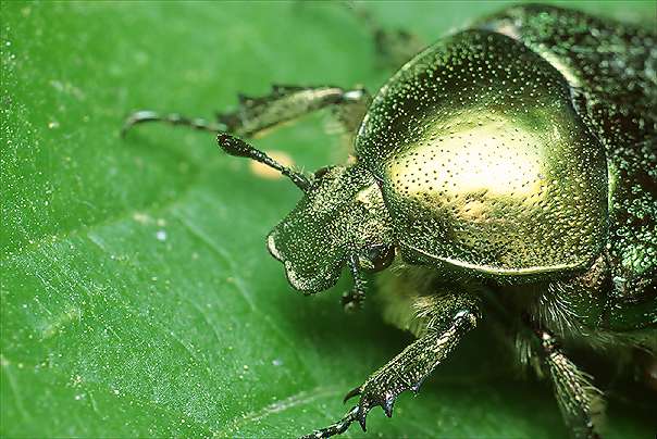 Cetonia aurata (Kruszczyca zotawka)