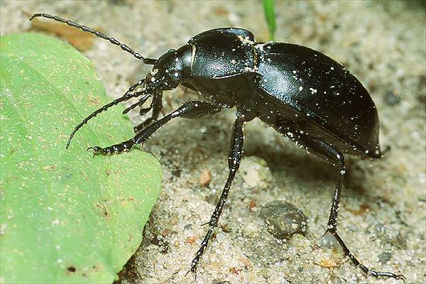 Carabus glabratus (biegacz gadki)