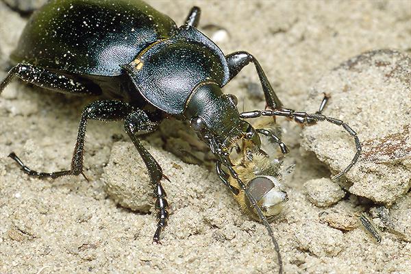 Carabus glabratus (biegacz gadki)