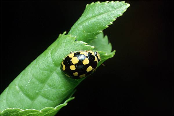 Propylea quatuodecimunctata (Wrzecika)