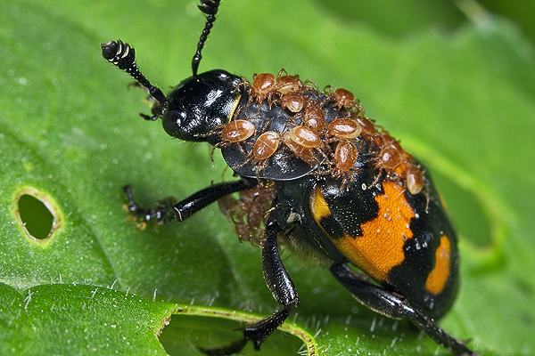 Necrophorus vespilloides (Grabarz toczarny)