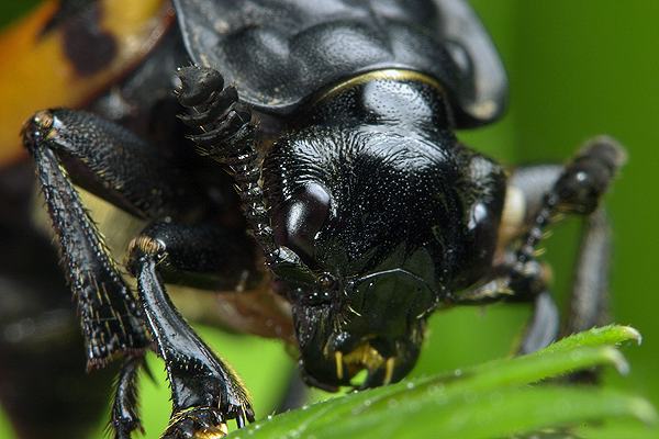 Necrophorus vespilloides (Grabarz toczarny)