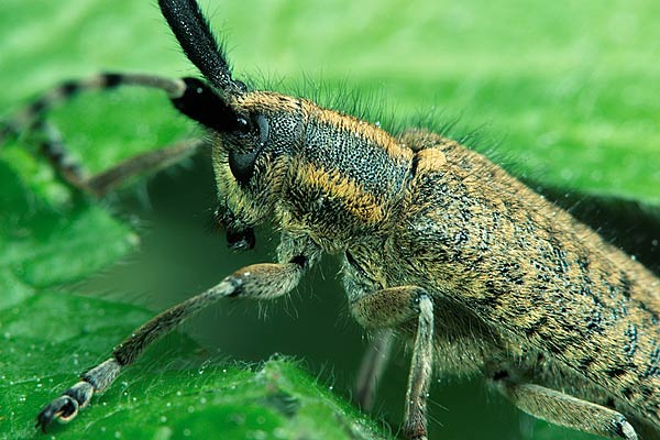 Zgrzytnica zielonkawowosa (Agapanthia villosoviridescens)