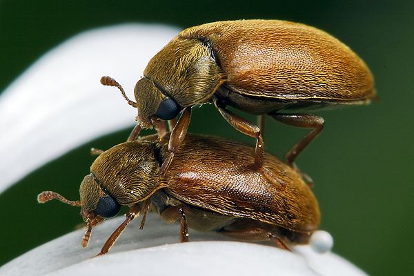 Byturus tomentosus (Kistnik malinowiec)