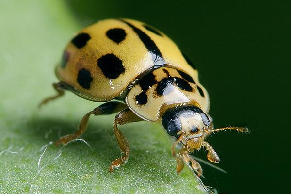 Propylea quattuordecimpunctata