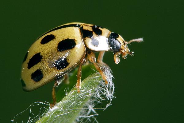 Propylea quattuordecimpunctata