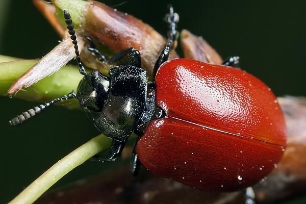 chrysomela populi (rynnica topolowa)