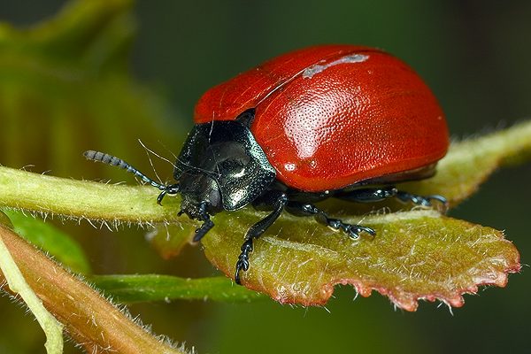 chrysomela populi (rynnica topolowa)