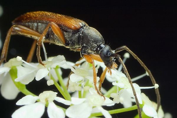 Alosterna tabacicolor