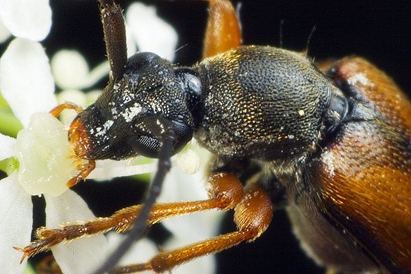 Alosterna tabacicolor