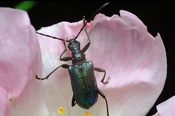 Carilia virginea