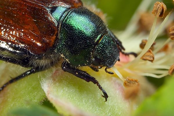 Phyllopertha horticola (Ogrodnica niszczylistka)