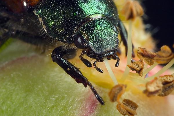 Phyllopertha horticola (Ogrodnica niszczylistka)