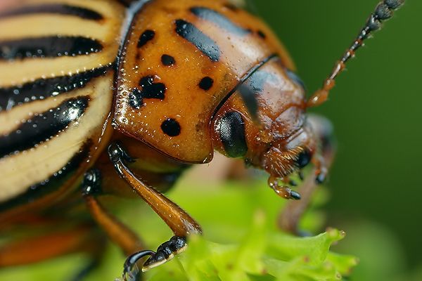 Leptinotarsa decemlineata (stonka ziemniaczana)