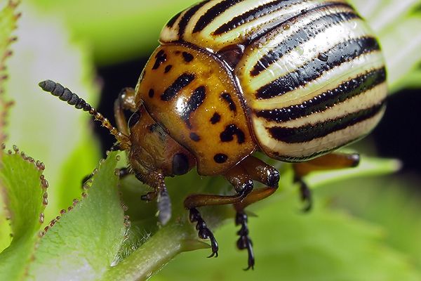 Leptinotarsa decemlineata (stonka ziemniaczana)