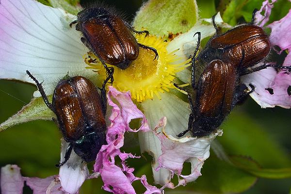 Phyllopertha horticola (Ogrodnica niszczylistka)