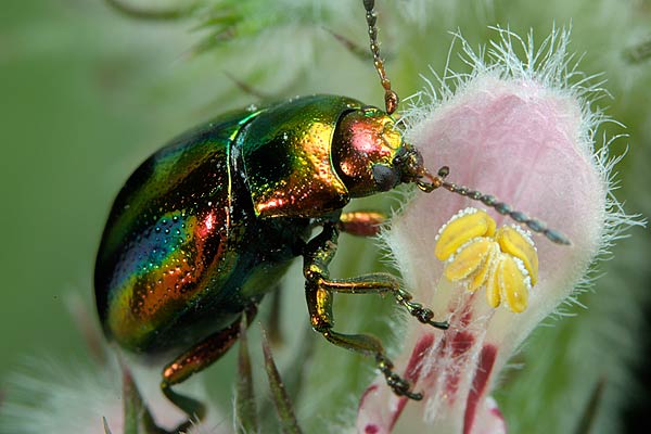 Dlochrysa fastuosa (Zotka jasnotowa)