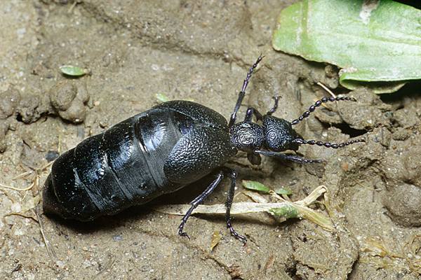 Meloe violaceus (Oleica fioletowa)