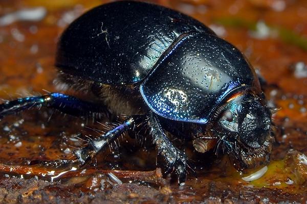 Anoplotrupes stercorosus (uk leny)