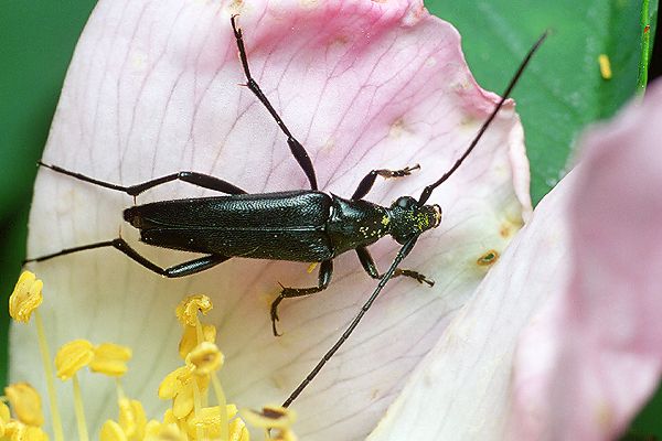 Stenurella nigra