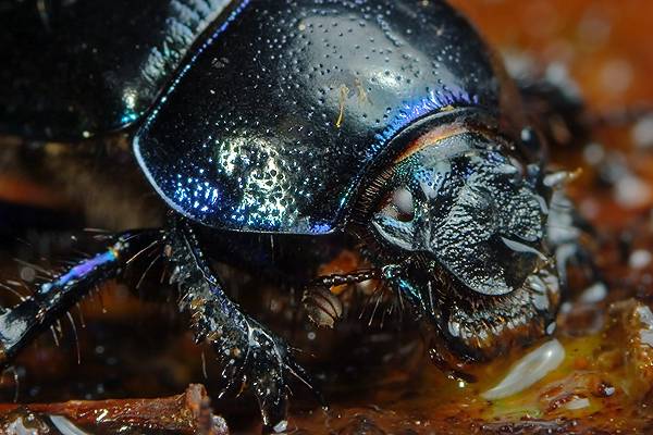 Anoplotrupes stercorosus (uk leny)