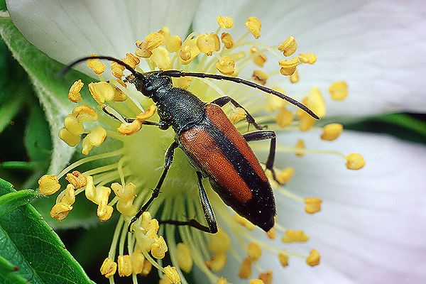 Stenurella melanura