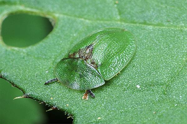 Cassida rubiginosa