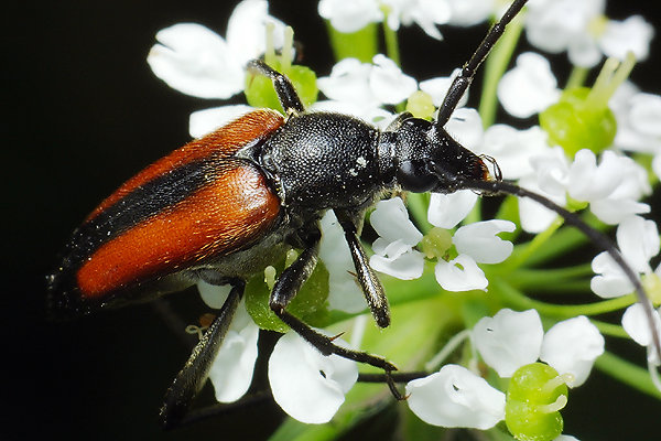 Stenurella melanura