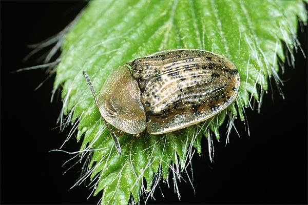 Cassida nebulosa (tarczyk mgawy [powy])