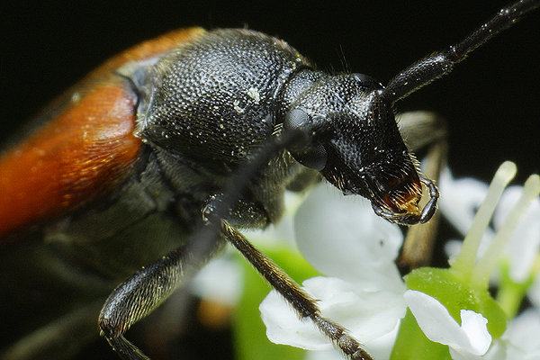 Stenurella melanura